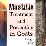 Signs of mastitis in a goat, causes and how to treat it