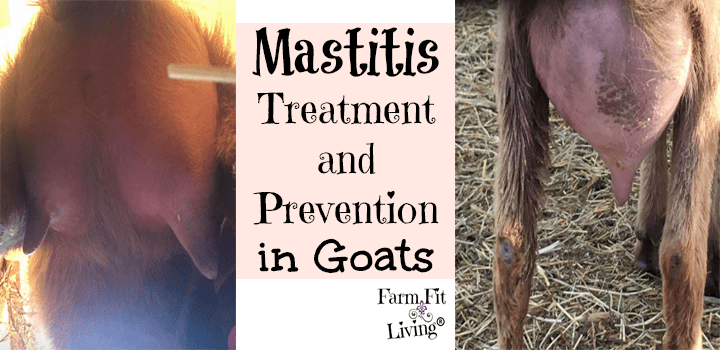 Signs of mastitis in a goat, causes and how to treat it