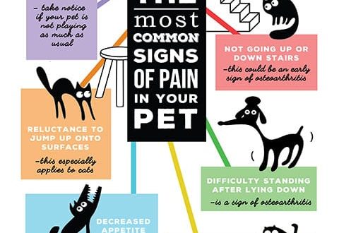 Signs of pain in a pet