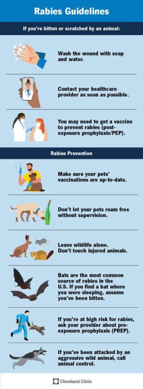 Signs of rabies in a cat after a bite and what to do if the pet has been in contact with an infected animal