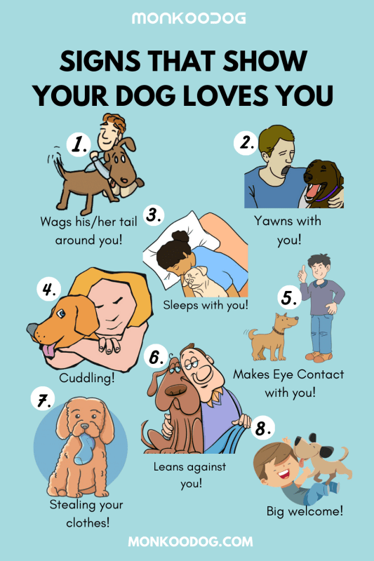 Signs that your dog loves you