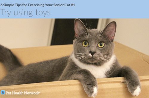 Simple Ways to Get Your Older Cat Moving
