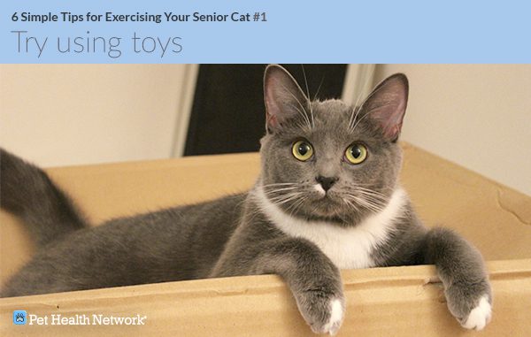Simple Ways to Get Your Older Cat Moving