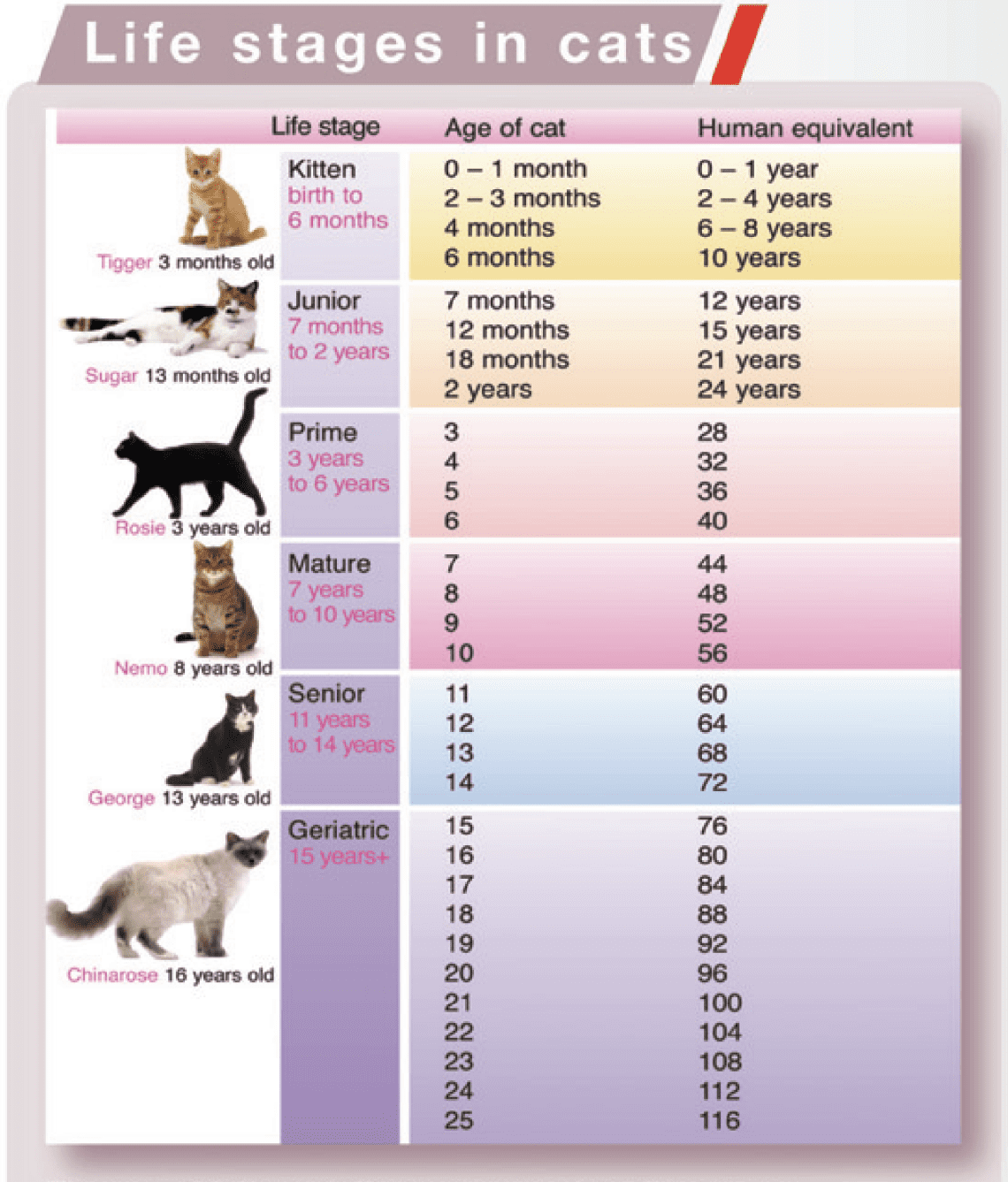 Six signs of aging in cats