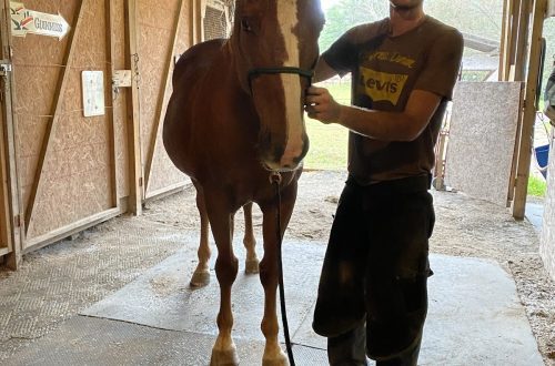 Six Ways to Become Your Farrier&#8217;s Favorite Customer