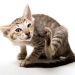Food allergies and food intolerances in cats