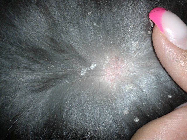 Skin diseases in hamsters: lichen, scab, dermatophytosis