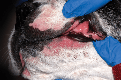 Skin fold dermatitis in dogs and cats