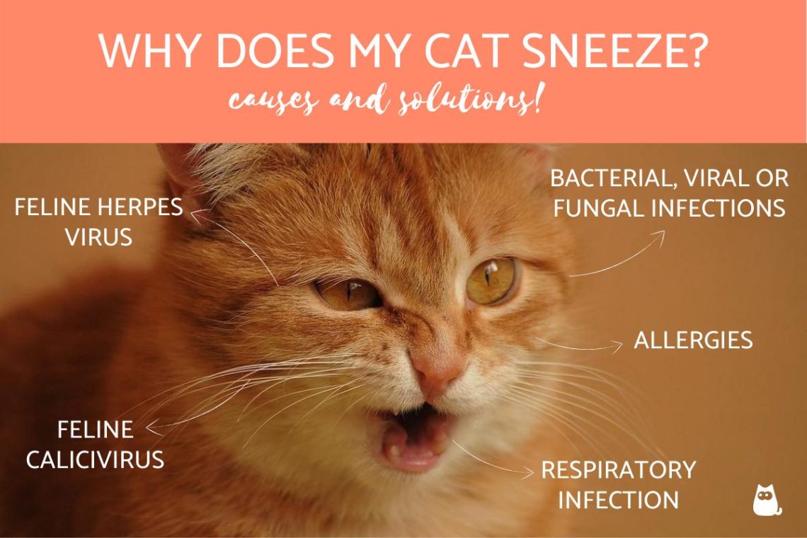 Sneezing in a cat: causes of the disease and treatment