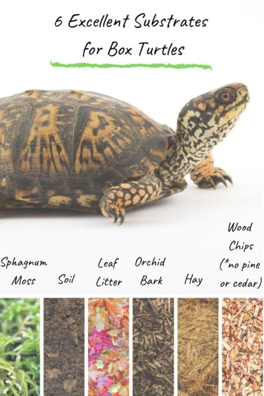 Soil for the terrarium of a land turtle: which filler is better to choose?