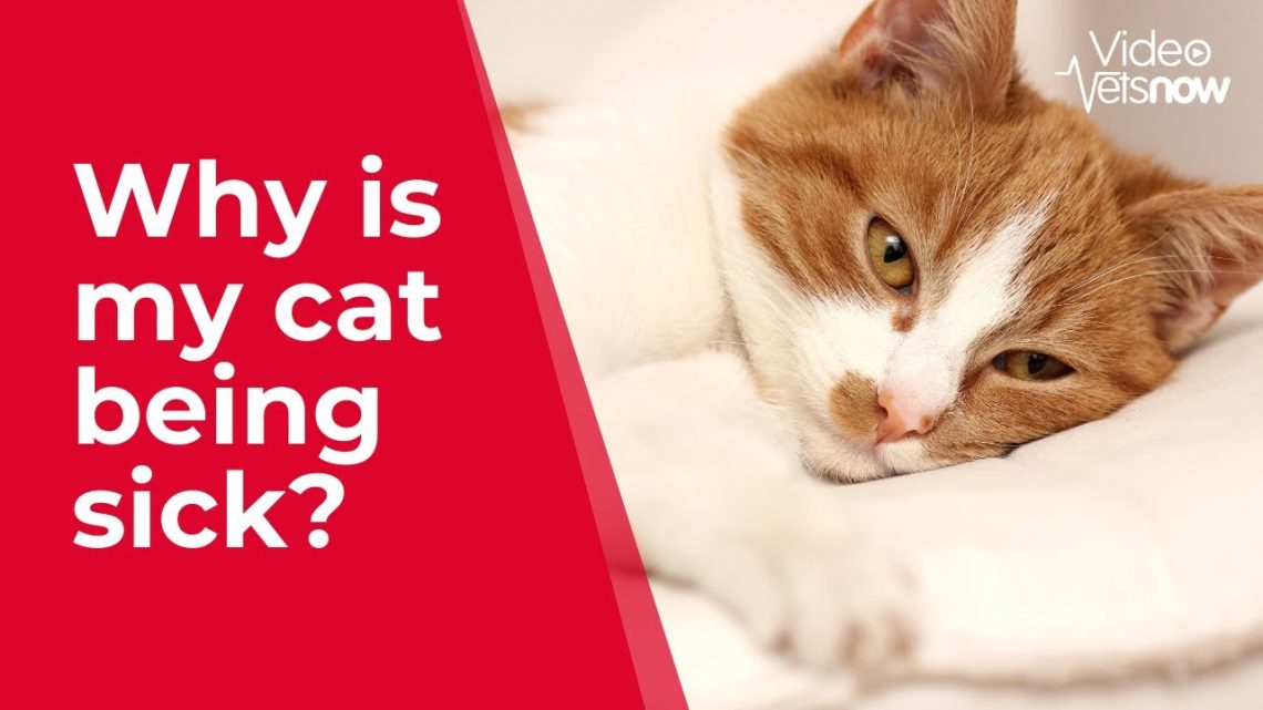 Some reasons why a cat may feel sick after eating