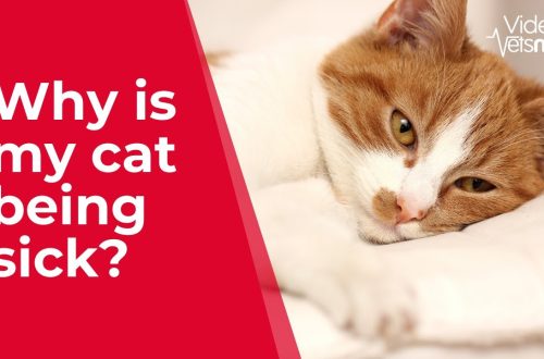 Some reasons why a cat may feel sick after eating