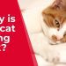 Liver Disease in Cats: Causes, Signs and Symptoms