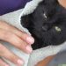 How to care for a cat&#8217;s coat: a complete FAQ