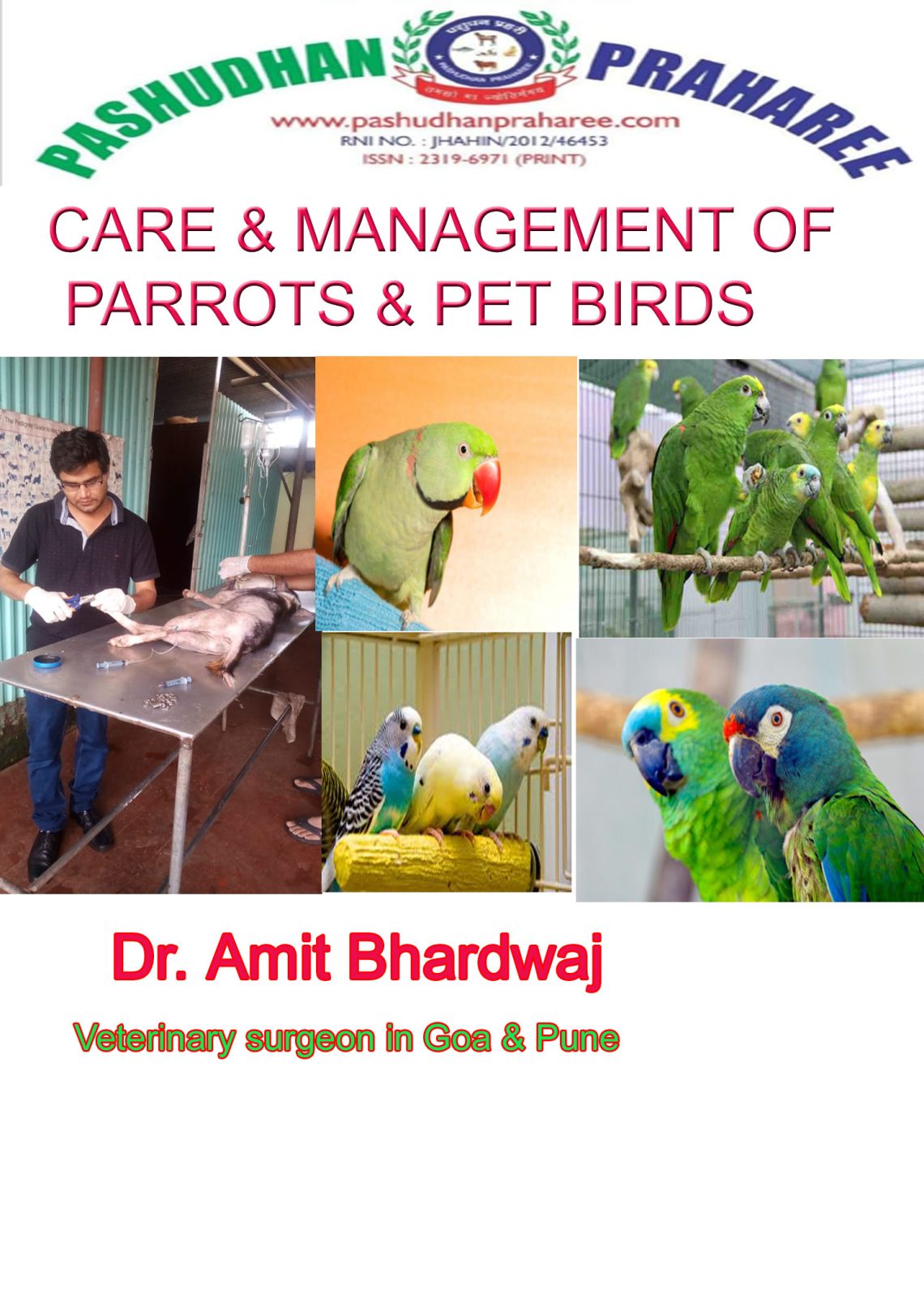 Sparrow parrot: maintenance, care, reproduction