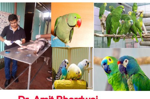 Varblane papagoi: hooldus, hooldus, paljundamine