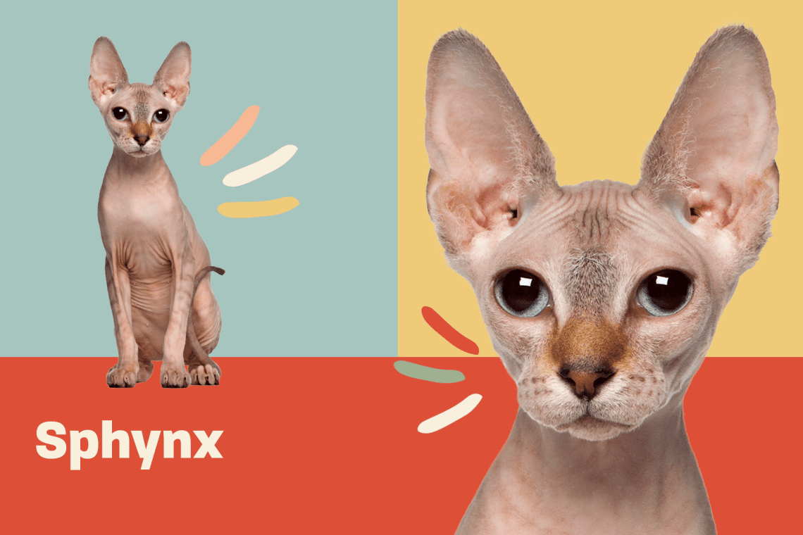 Sphinxes: varieties and features of the breed