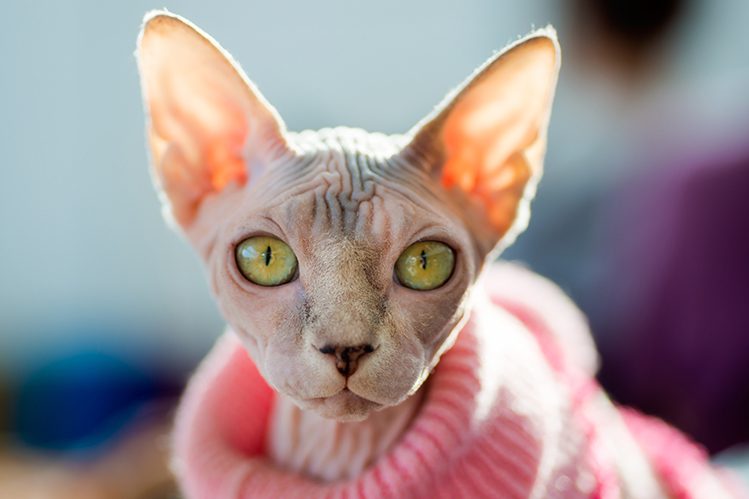 Sphynx kitten care