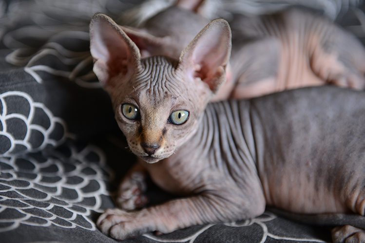 Sphynx kitten care