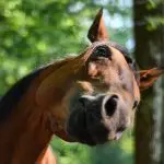 Split personality in a horse – how to deal with it?