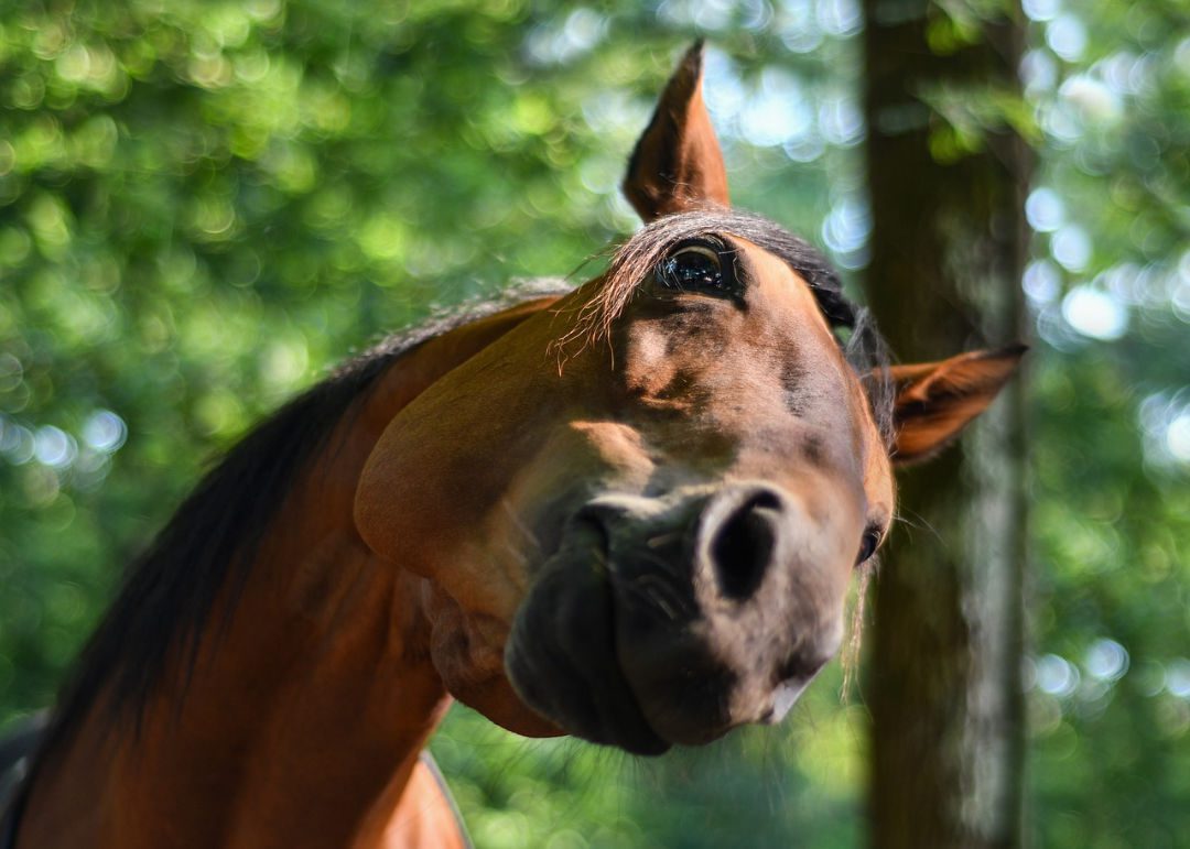 Split personality in a horse &#8211; how to deal with it?