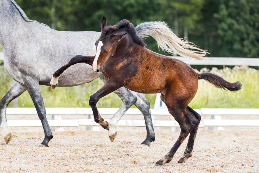 Sports horse breeding in Russia. Sergei Nabatnikov: my journey 2016–2020