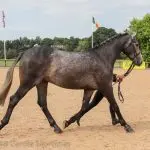 Sports horse breeding in Russia. Sergei Nabatnikov: my journey 2016–2020