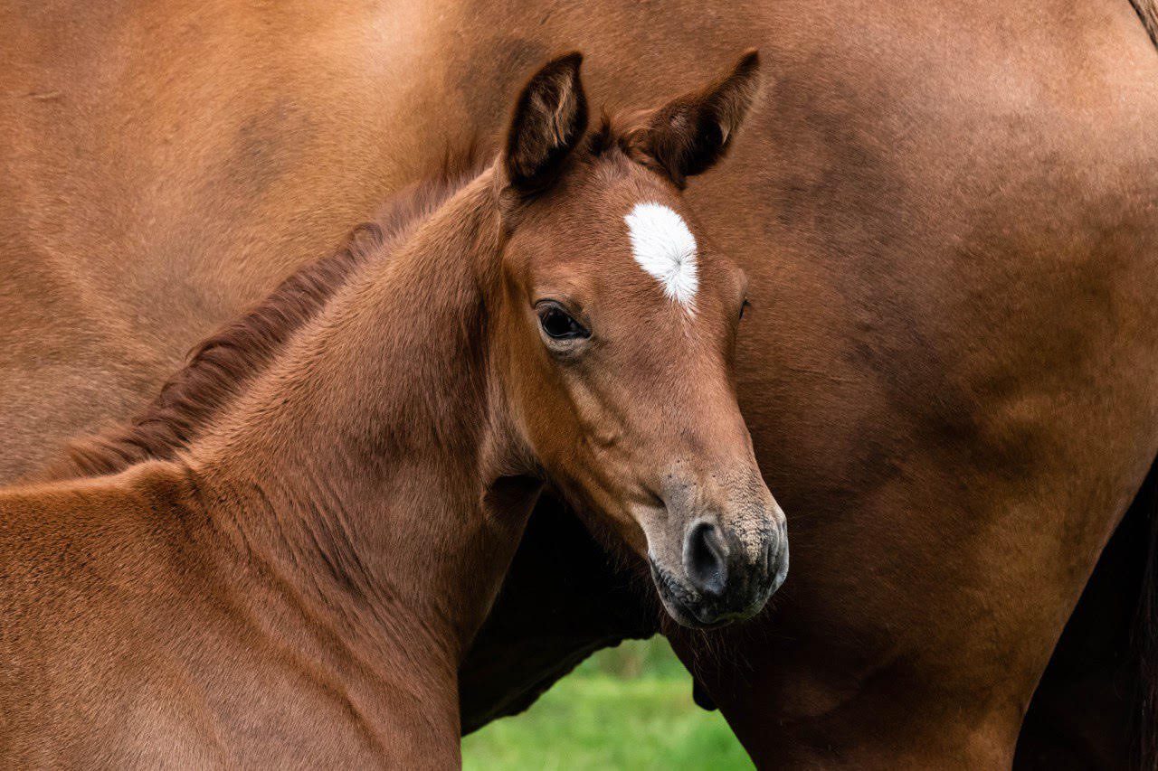 Sports horse breeding in Russia. Sergei Nabatnikov: my journey 2016–2020