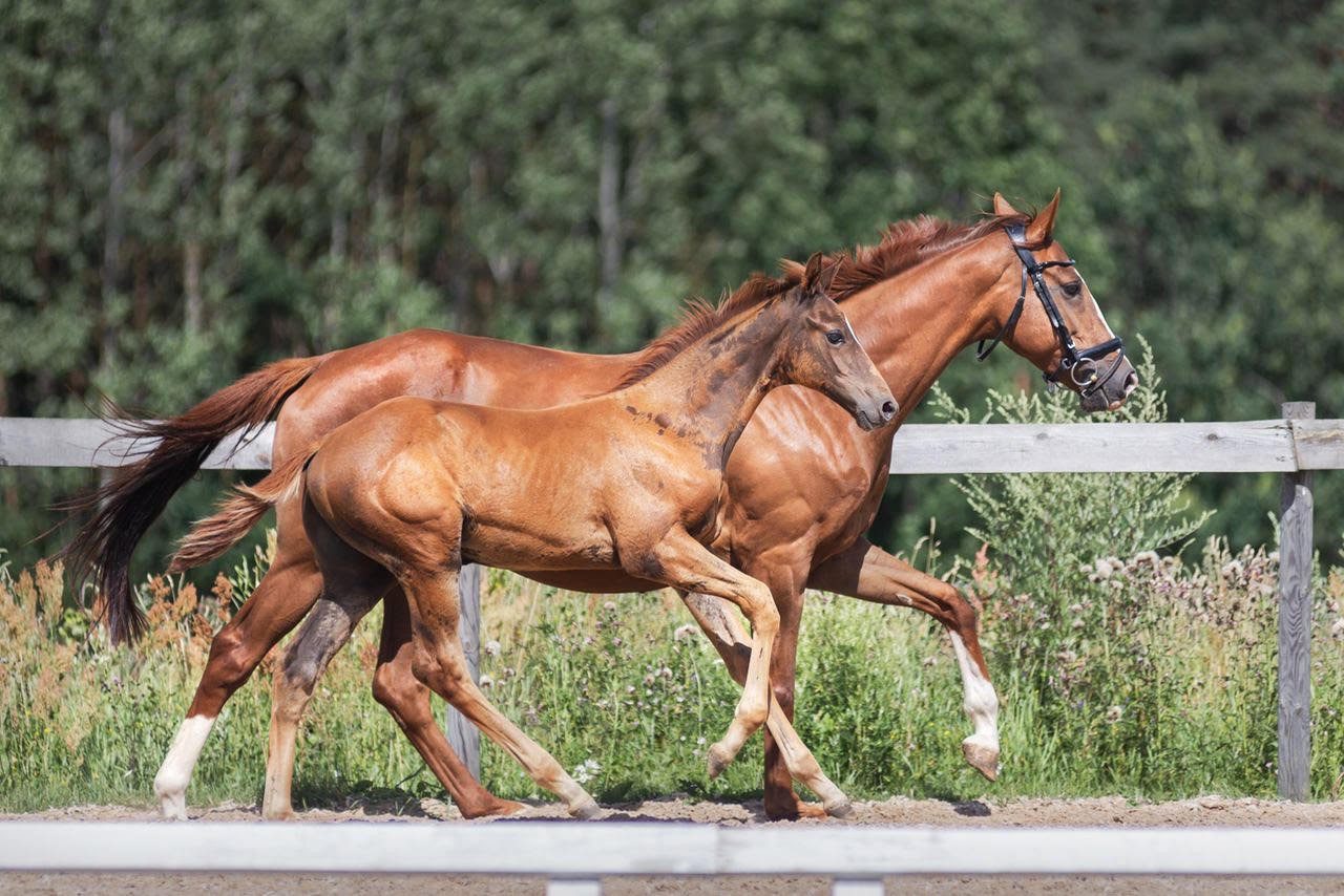 Sports horse breeding in Russia. Sergei Nabatnikov: my journey 2016–2020