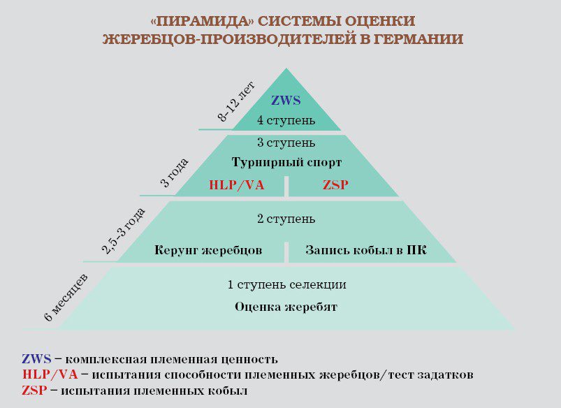 Sports horse breeding in Russia. Sergei Nabatnikov: my journey 2016–2020