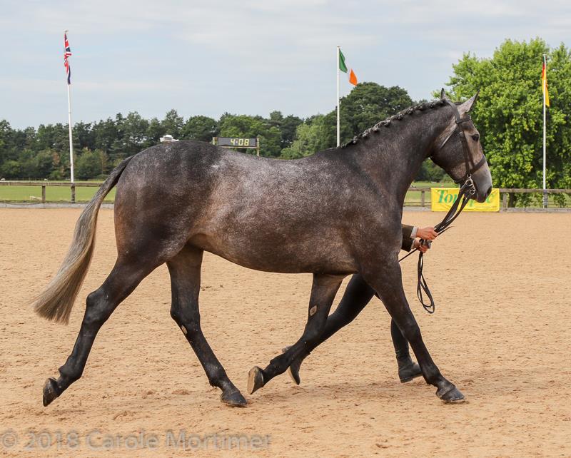 Sports horse breeding in Russia. Sergei Nabatnikov: my journey 2016–2020