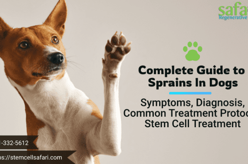 Sprain in a dog: signs, diagnosis and treatment