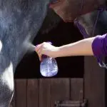 Spray training a horse