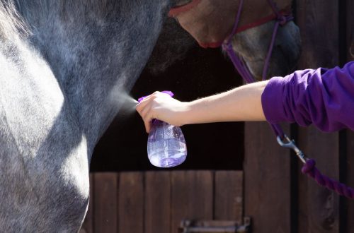 Spray training a horse