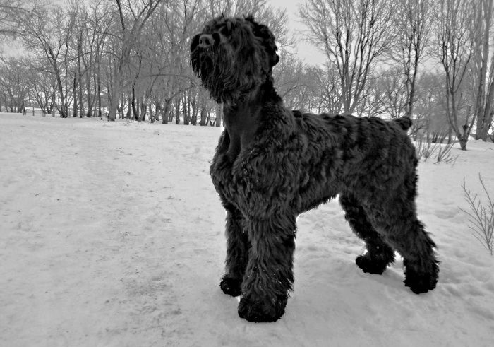 Stalins dog - photo and description