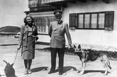 Stalin&#8217;s dog &#8211; photo and description