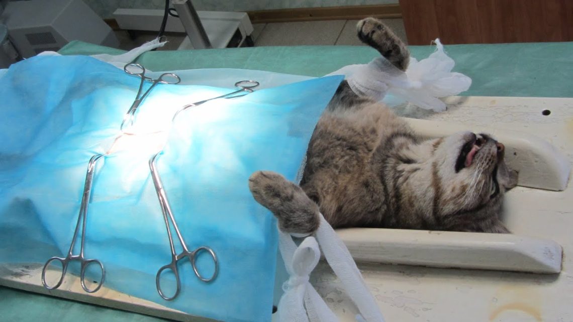 Sterilization of a kitten