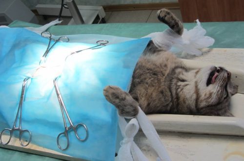 Sterilization of a kitten