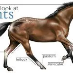 Strengthen your horse’s knee joints!