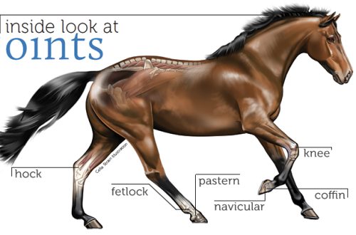 Strengthen your horse&#8217;s knee joints!