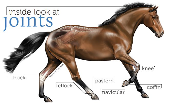 Strengthen your horse&#8217;s knee joints!