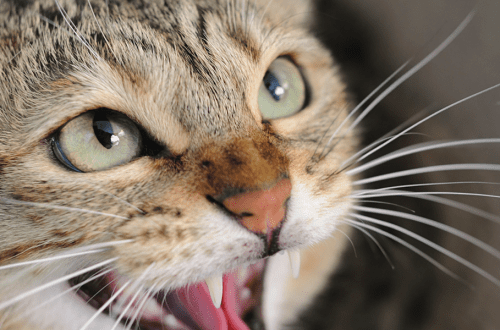 Stress and aggression in cats