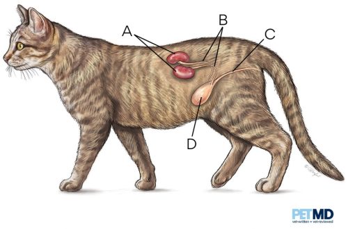 Stress and urinary problems in cats