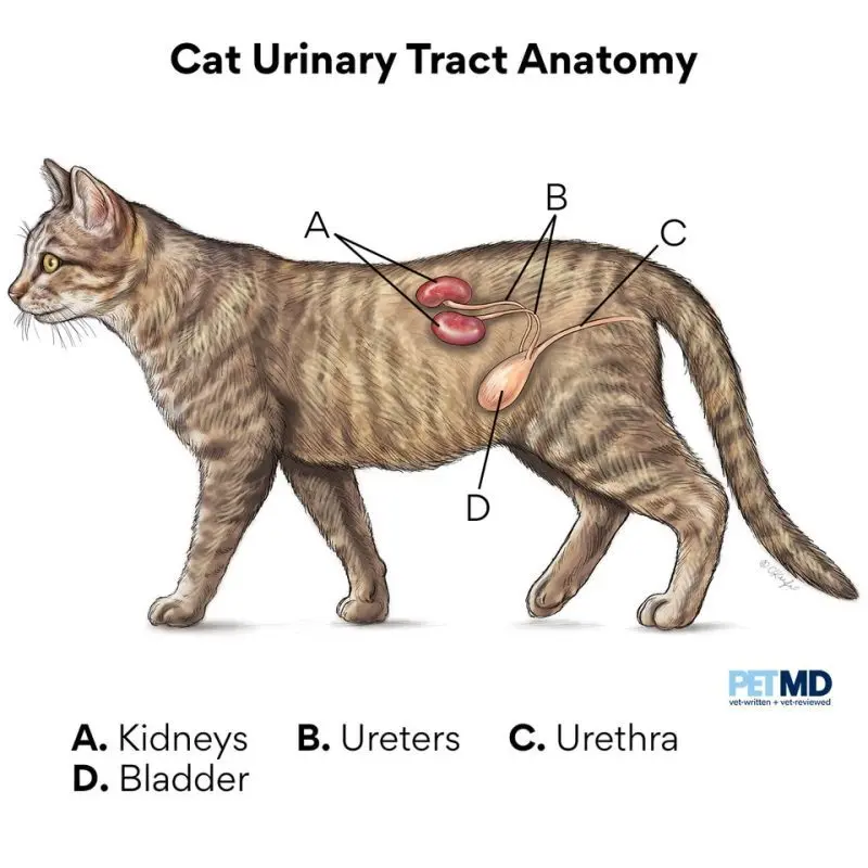 Stress and urinary problems in cats