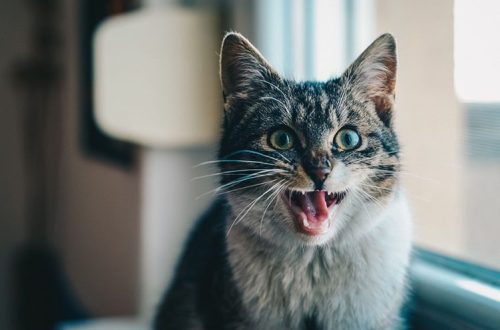 Stress in a cat: recognize and help