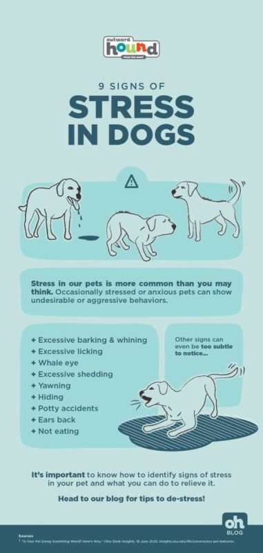 Stress in dogs: causes and how to alleviate it