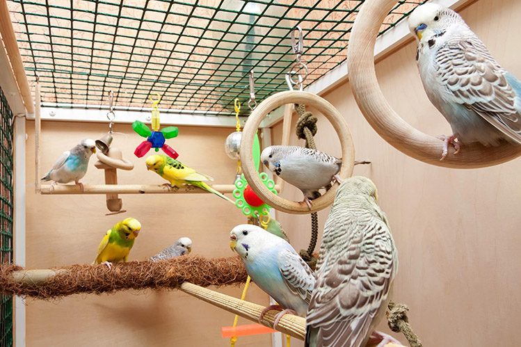 Stress in parrots and canaries
