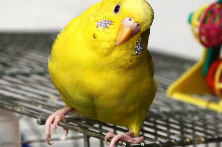Stress in parrots and canaries