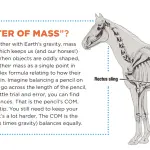 Study: Rider weight and its effect on the horse