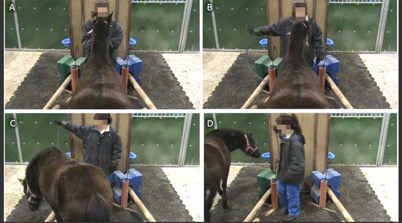 Study: The Effect of Horse Personality Type on Horse Training